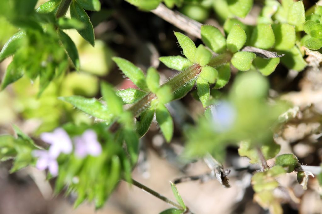 Sherardia arvensis